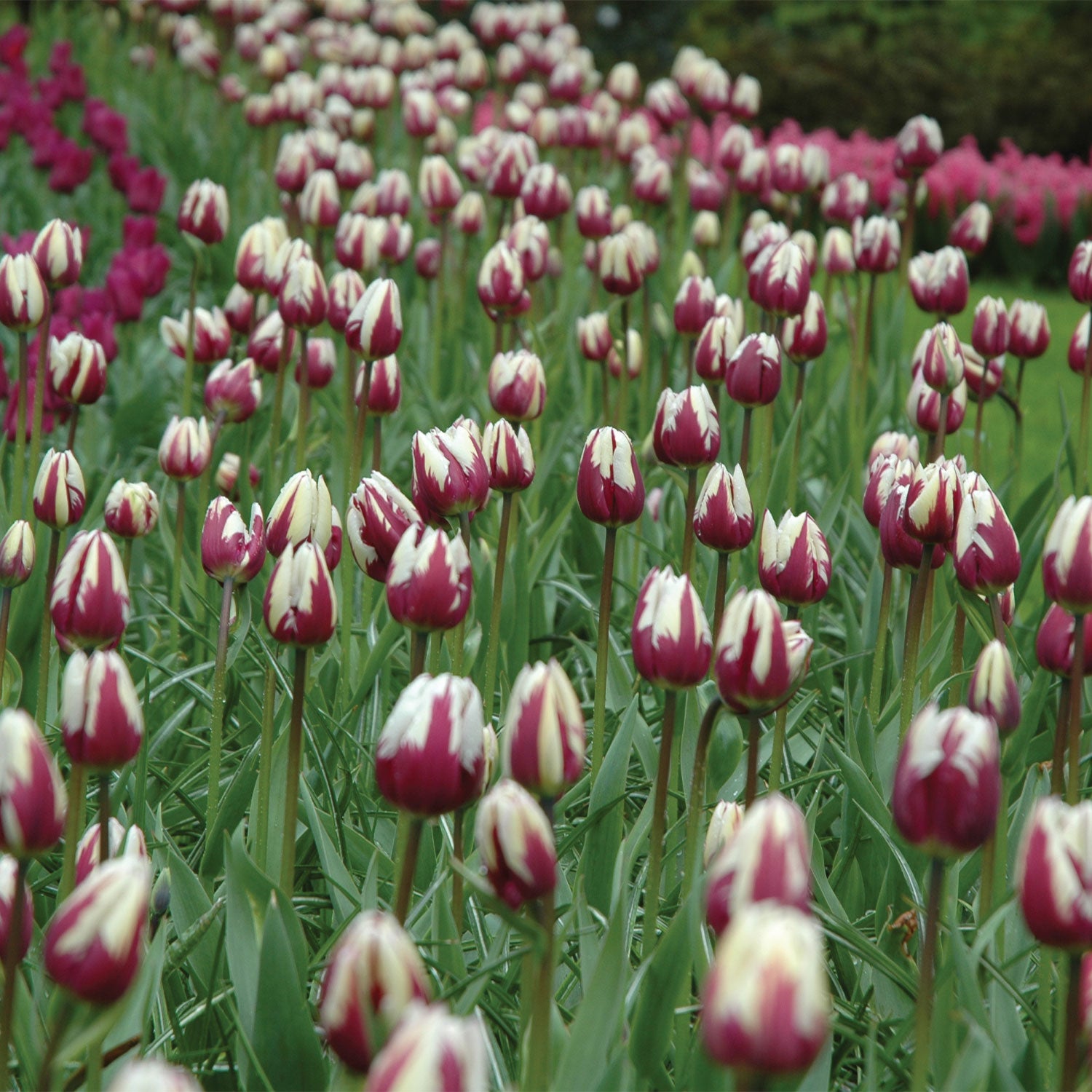 Rems Favorite Tulip Bulbs
