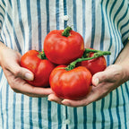 Rutgers Tomato