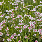 Arctic Fire Dianthus Seed