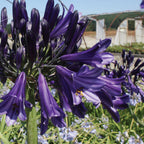 Black Pantha Agapanthus Orientalis