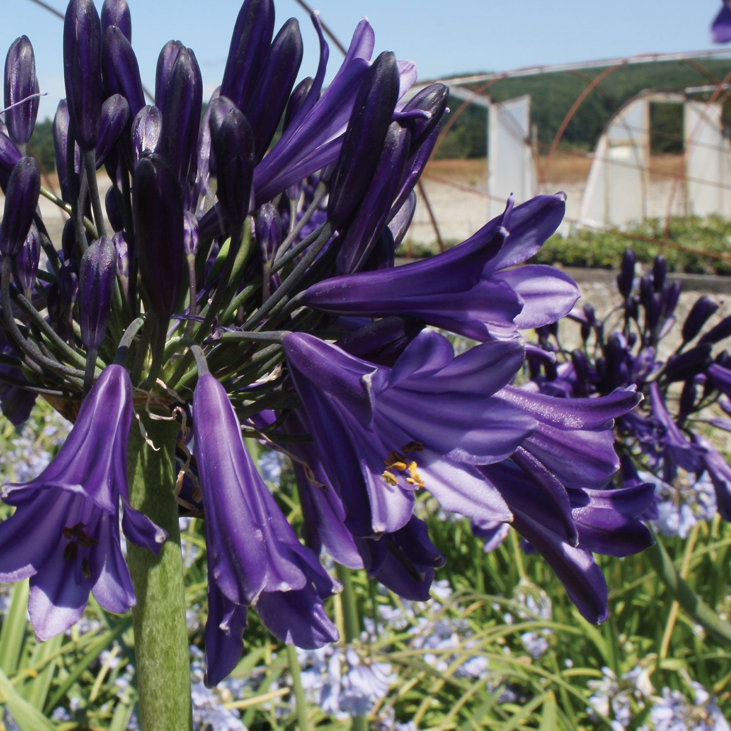 Black Pantha Agapanthus Orientalis