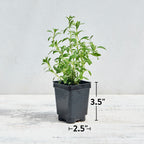 Winter Savory