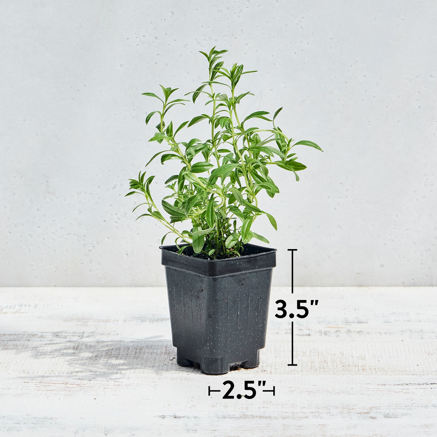 Winter Savory