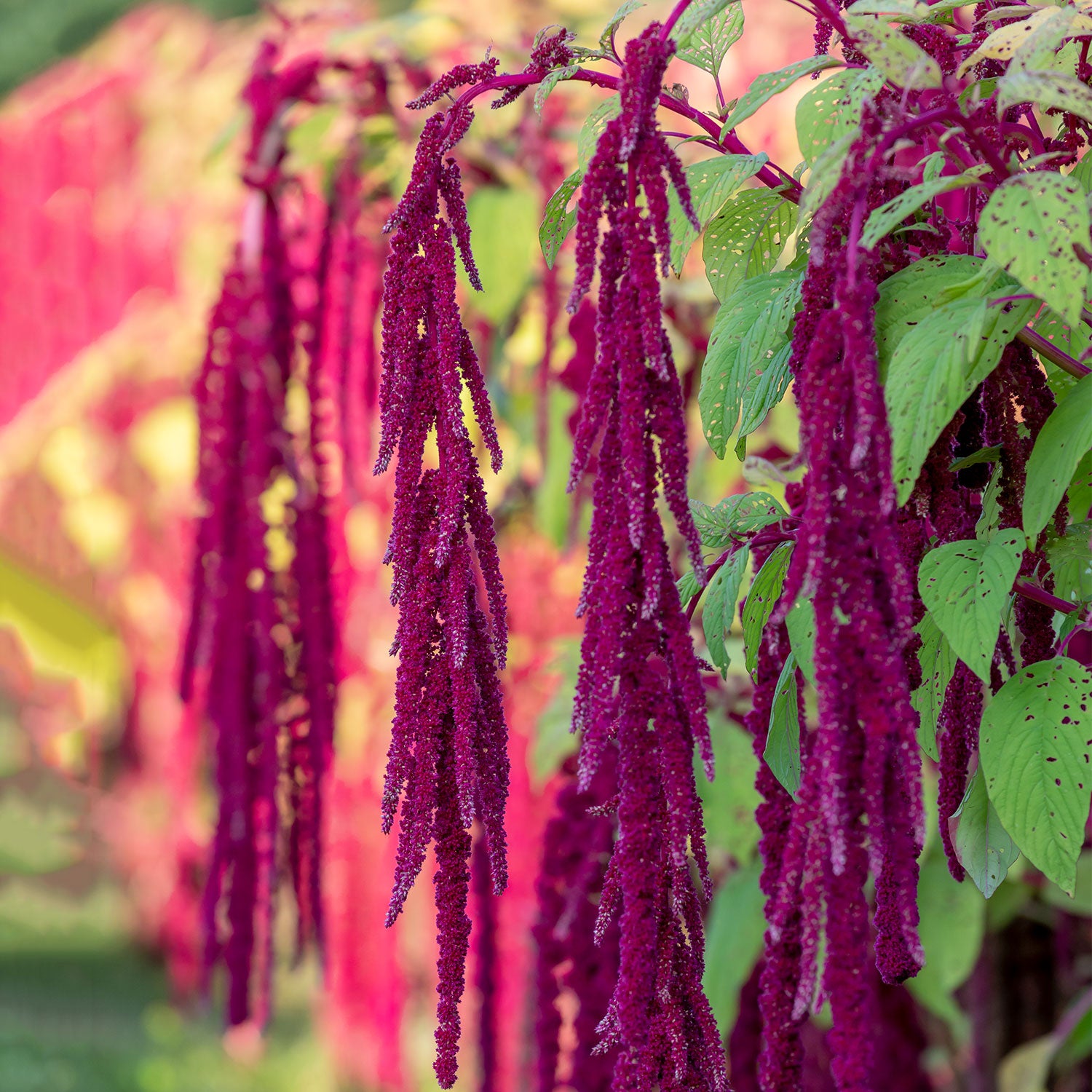 Love Lies Bleeding Amaranthus