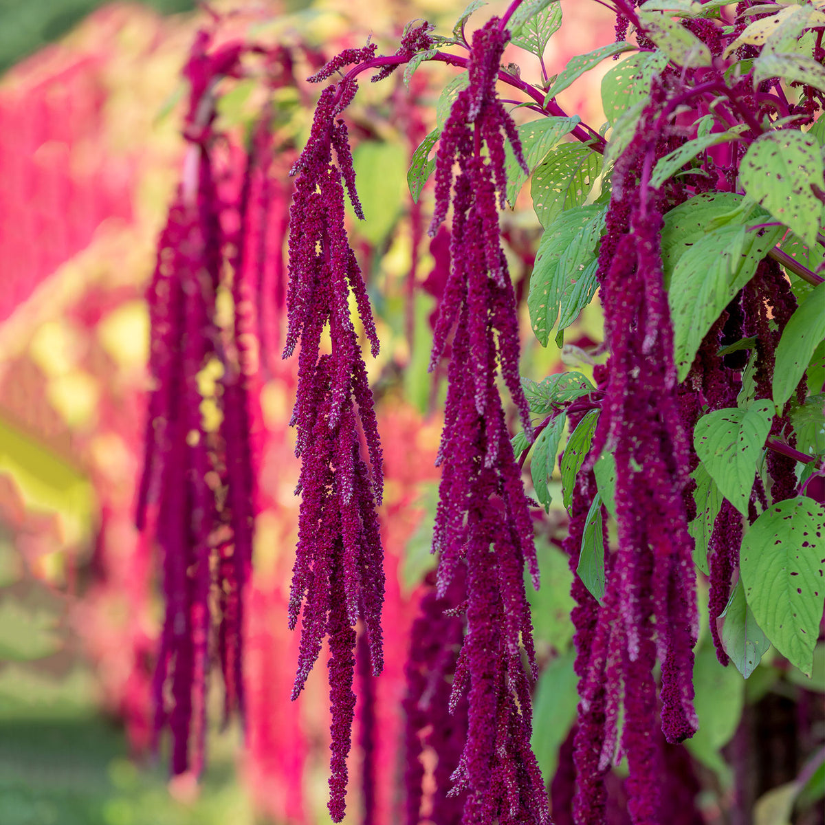 Love Lies Bleeding Amaranthus