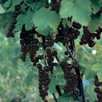 Consort Black Currant