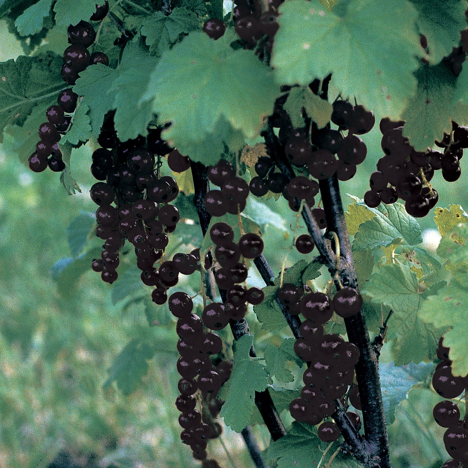 Consort Black Currant