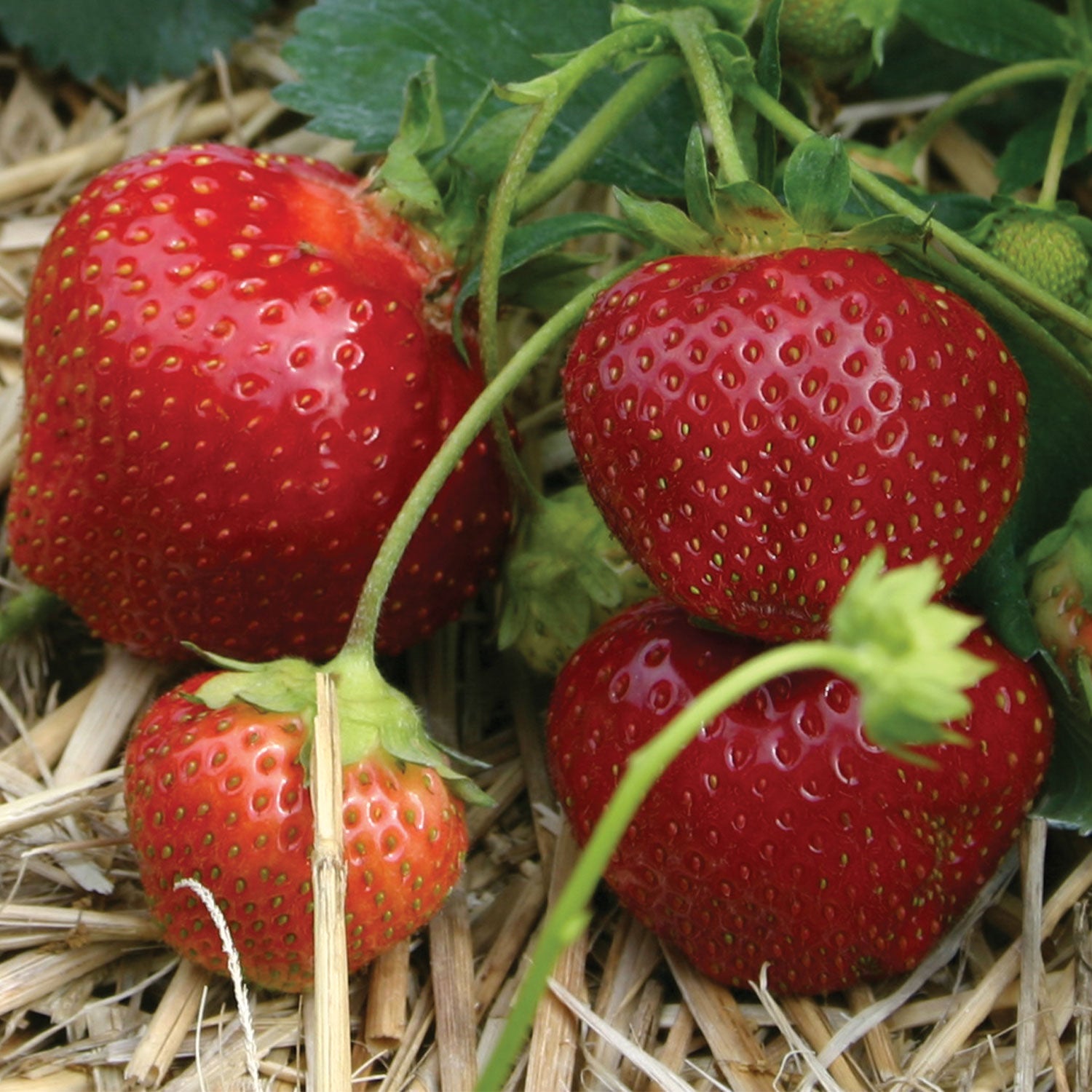 Galletta Strawberry Bare Roots