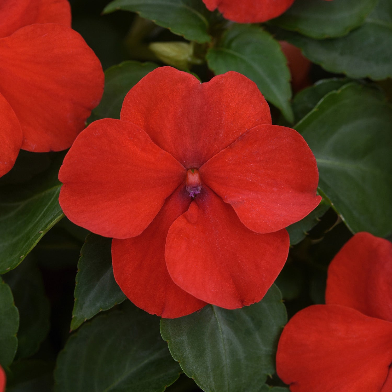 Beacon Bright Red Impatiens