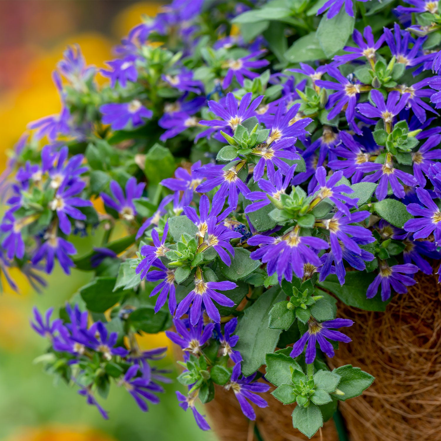 Surdiva Blue Violet Scaevola