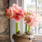 Sweet Nymph Amaryllis Bulb