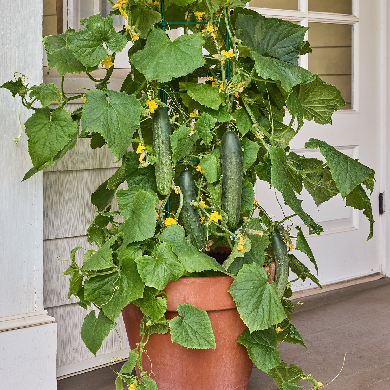 Bush Champion Cucumber
