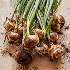 Granex Yellow Onion
