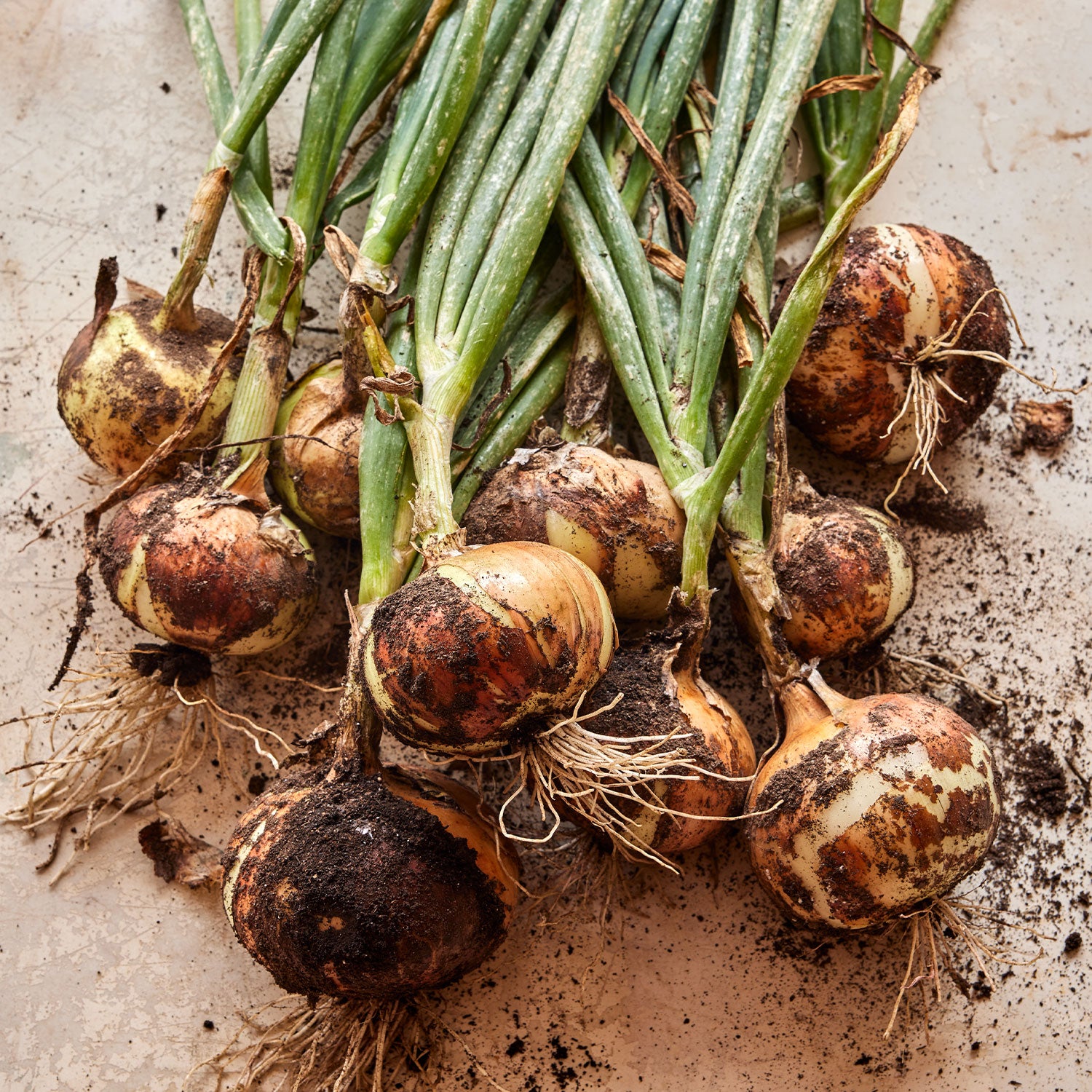 Granex Yellow Onion