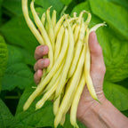 Gold Mine Bush Bean