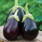 Early Midnight Eggplant