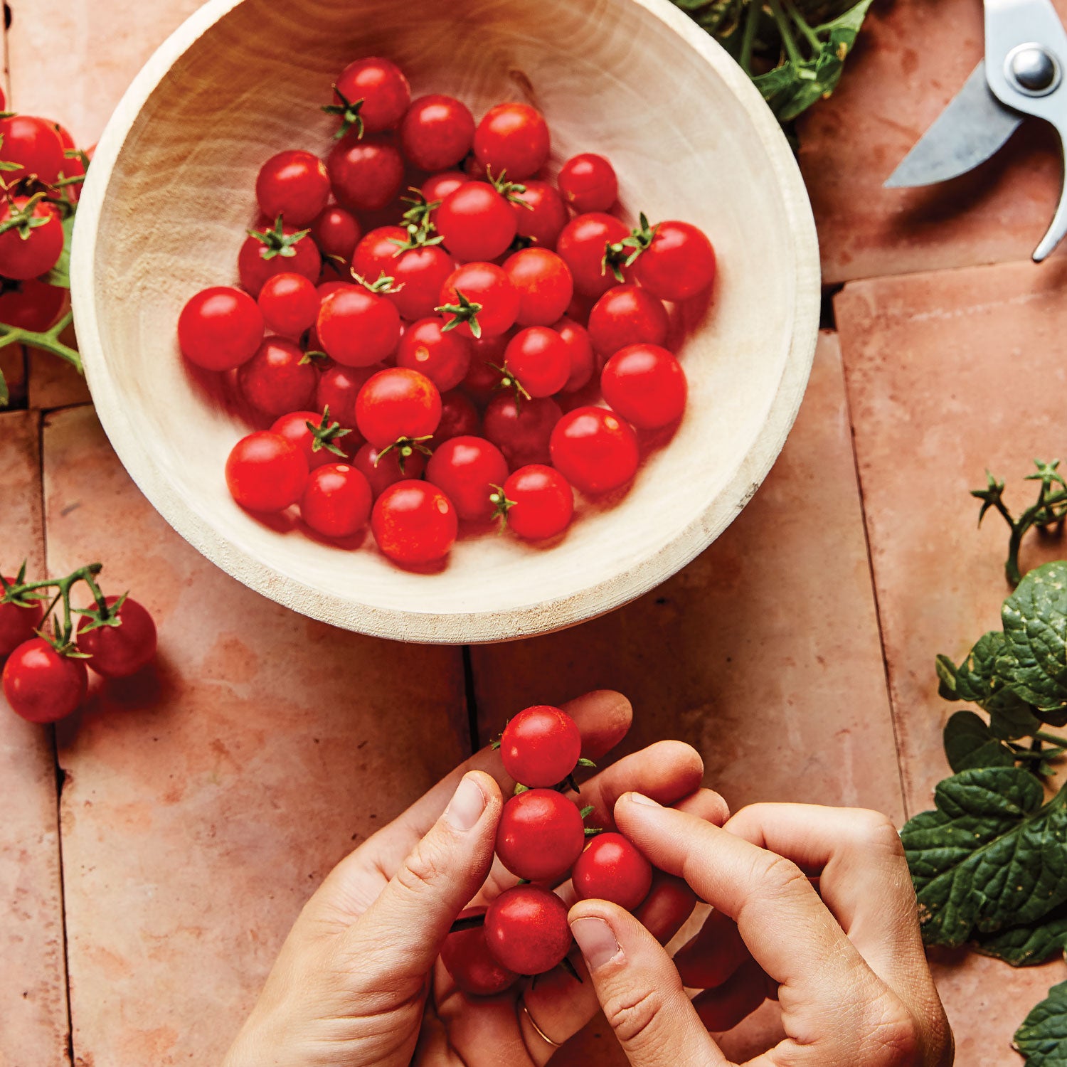 Veranda Red Tomato