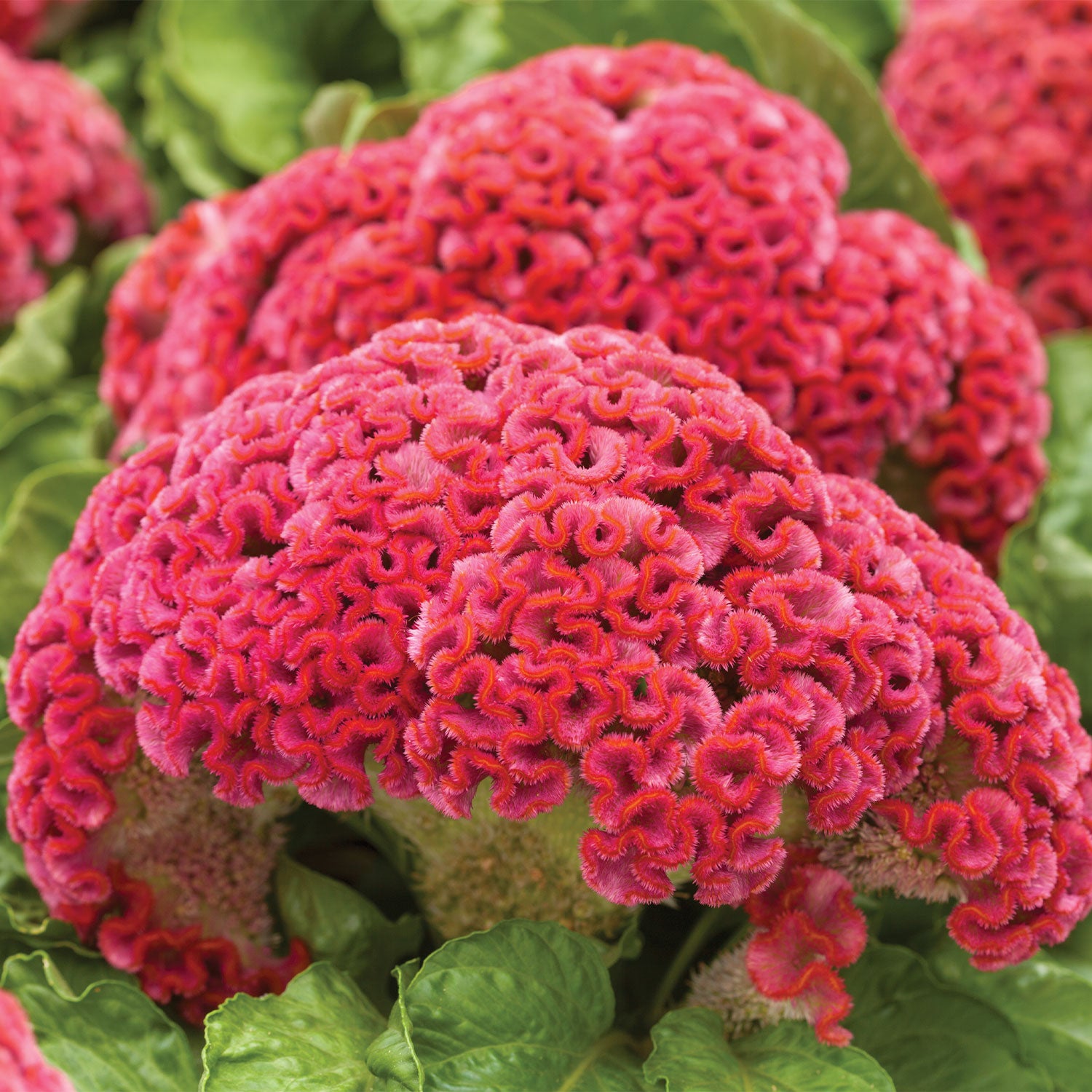 King Coral Celosia