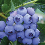 Patriot Blueberry