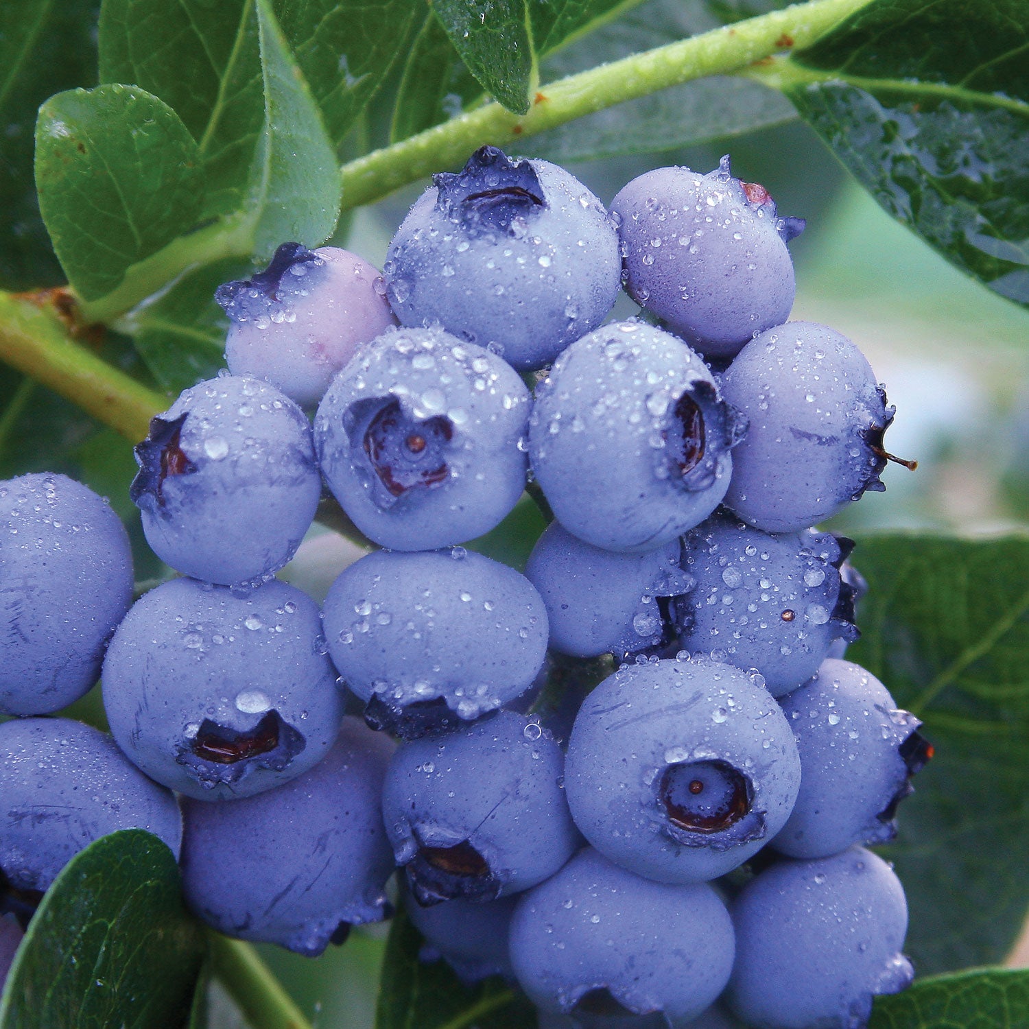 Patriot Blueberry