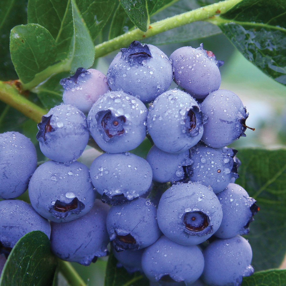 Patriot Blueberry
