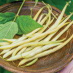 Monte Gusto Pole Bean