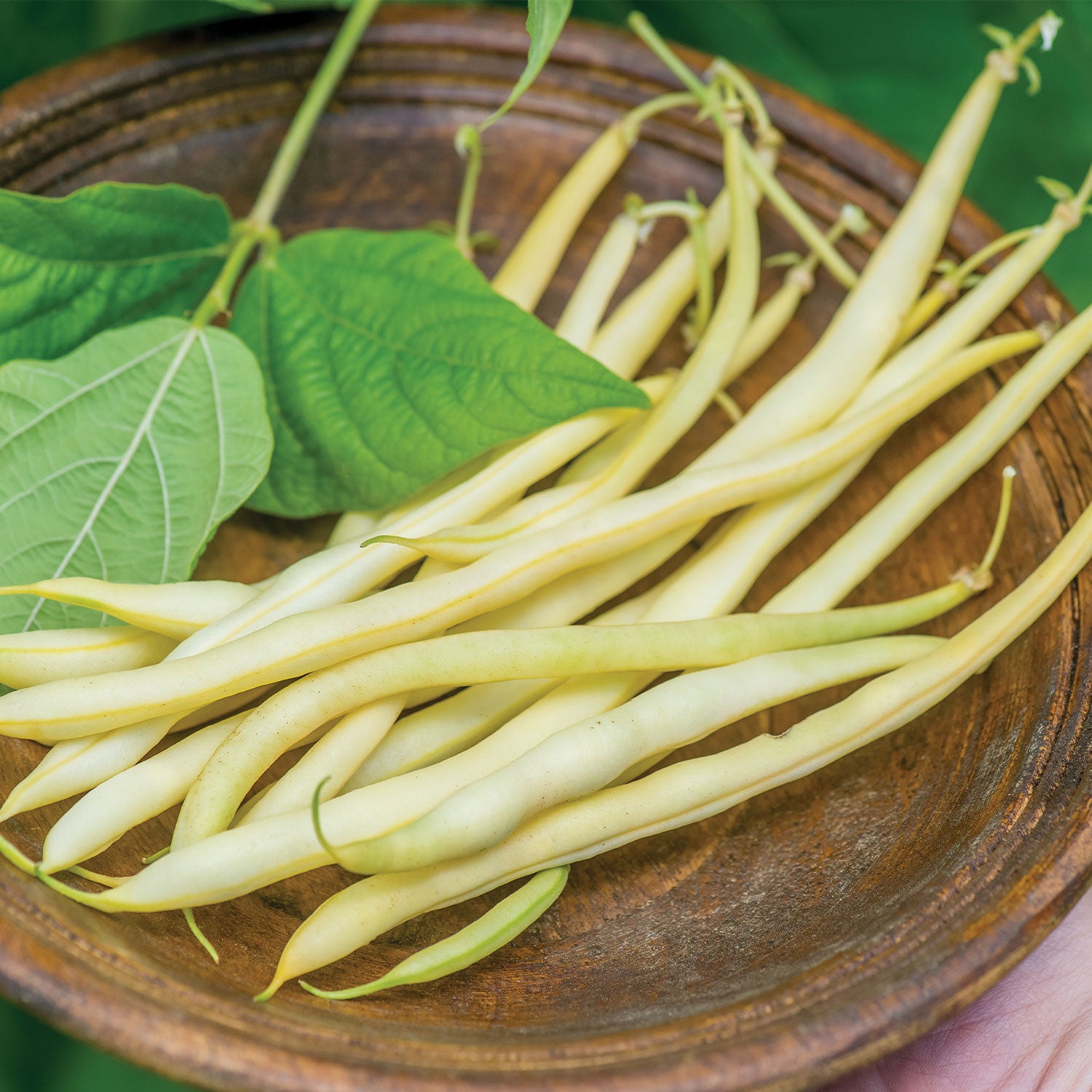 Monte Gusto Pole Bean