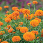 Elevate Orange Marigold