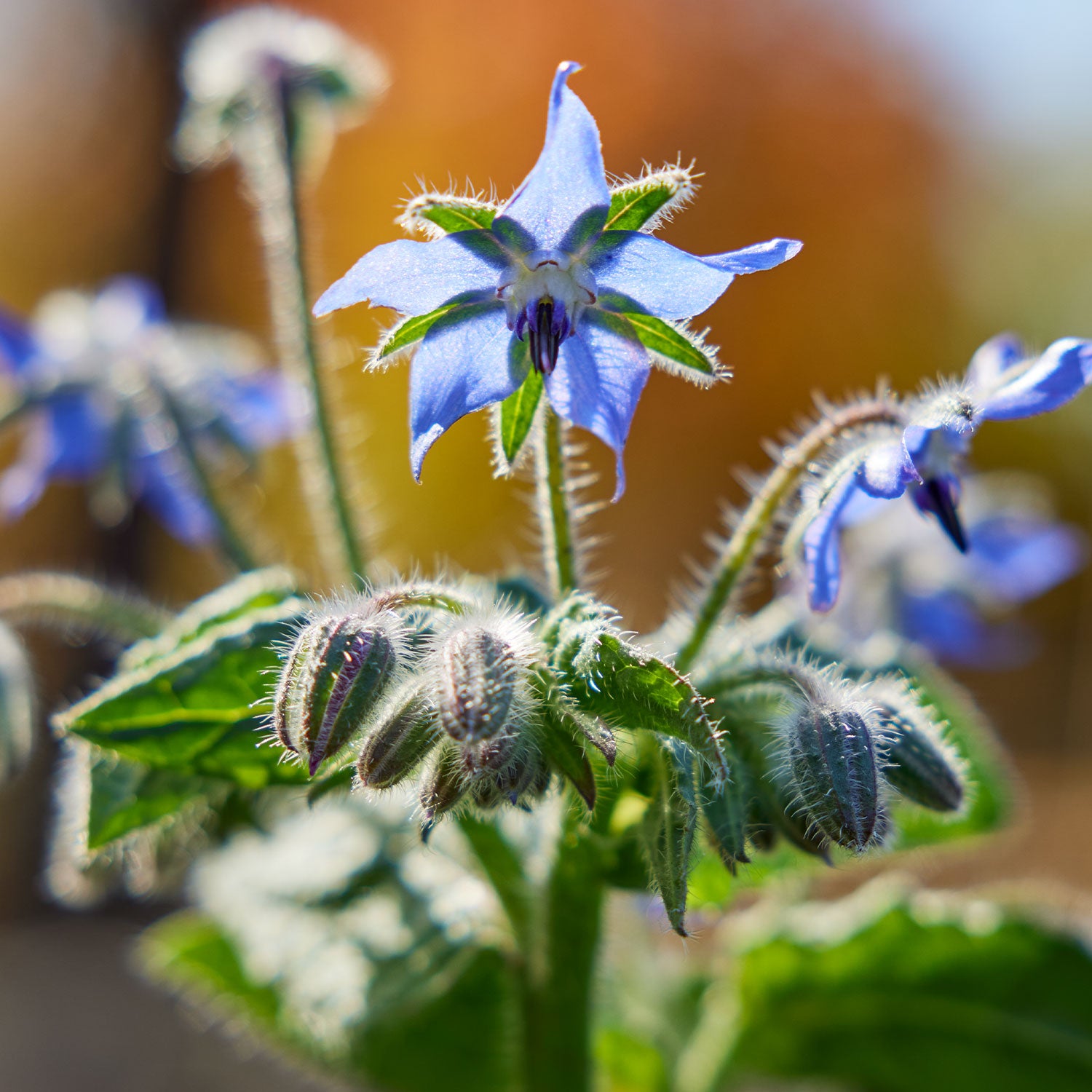 Borage