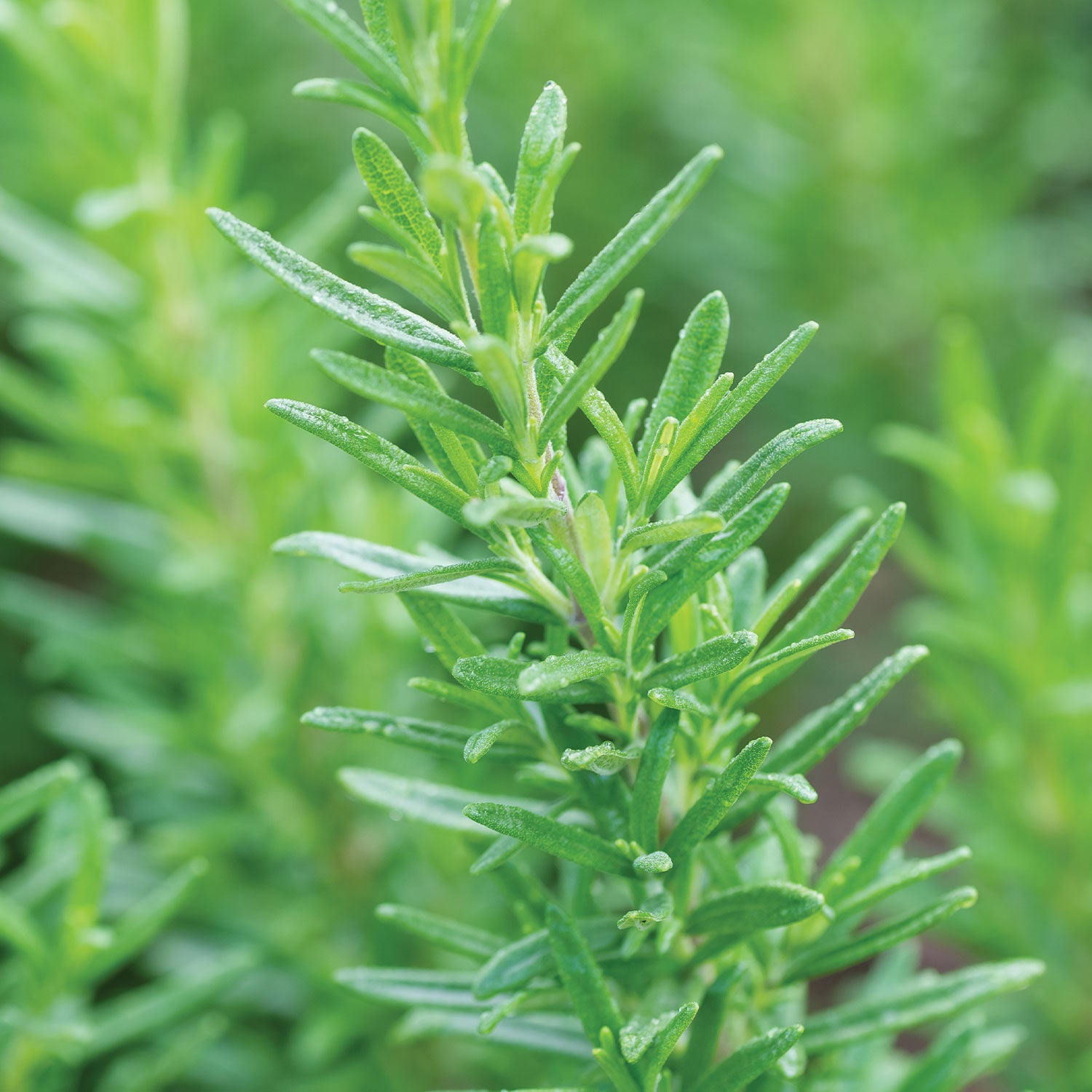 Tuscan Blue Rosemary