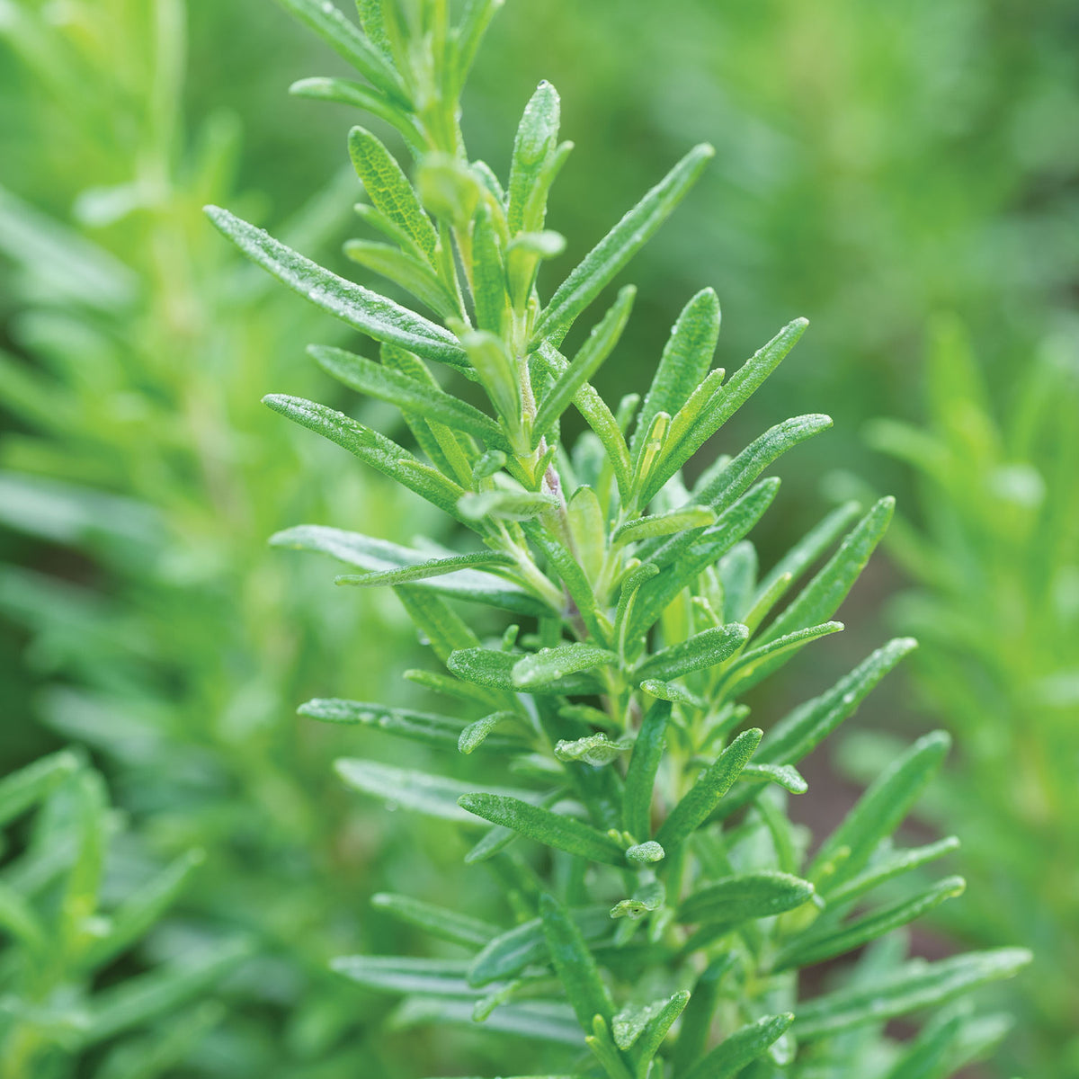 Tuscan Blue Rosemary