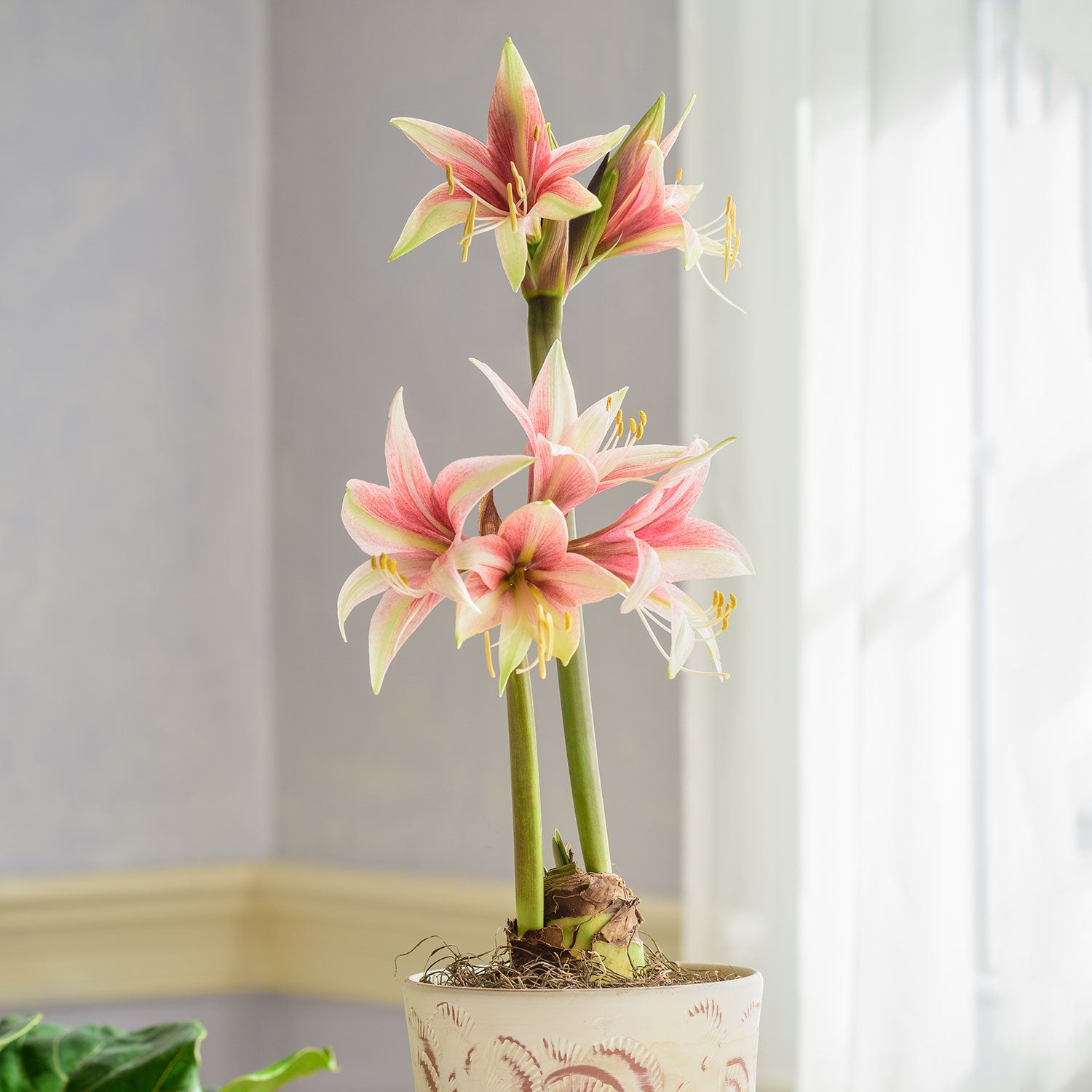 Sweet Lillian Cybister Amaryllis Bulb