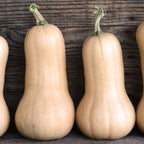 Waltham Butternut Organic Squash