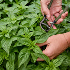 Monteverde Compact Basil