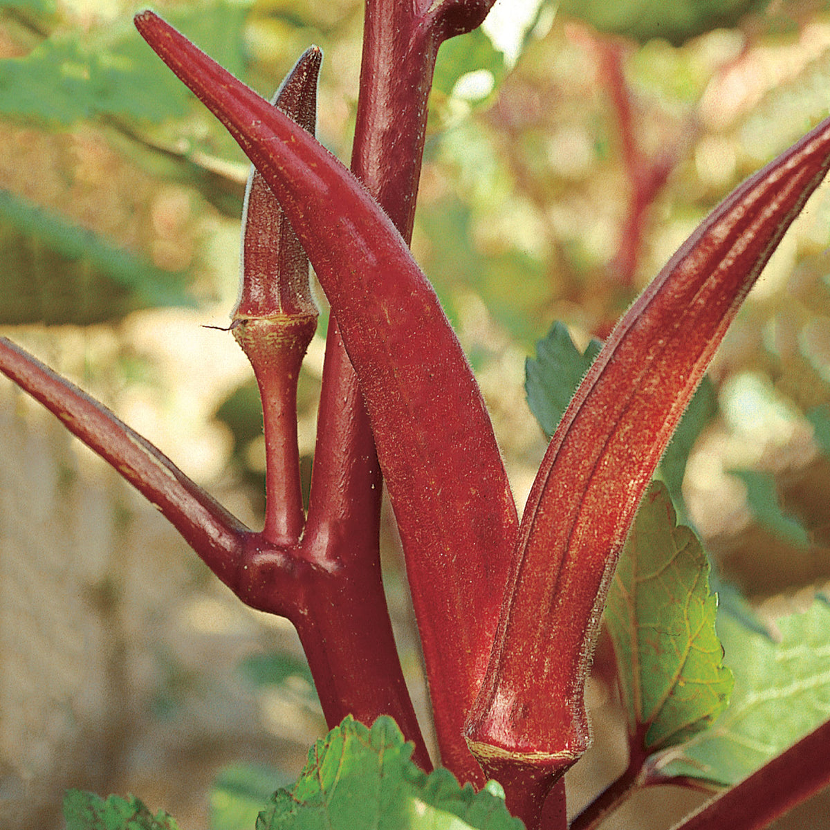 Red Velvet Organic Okra