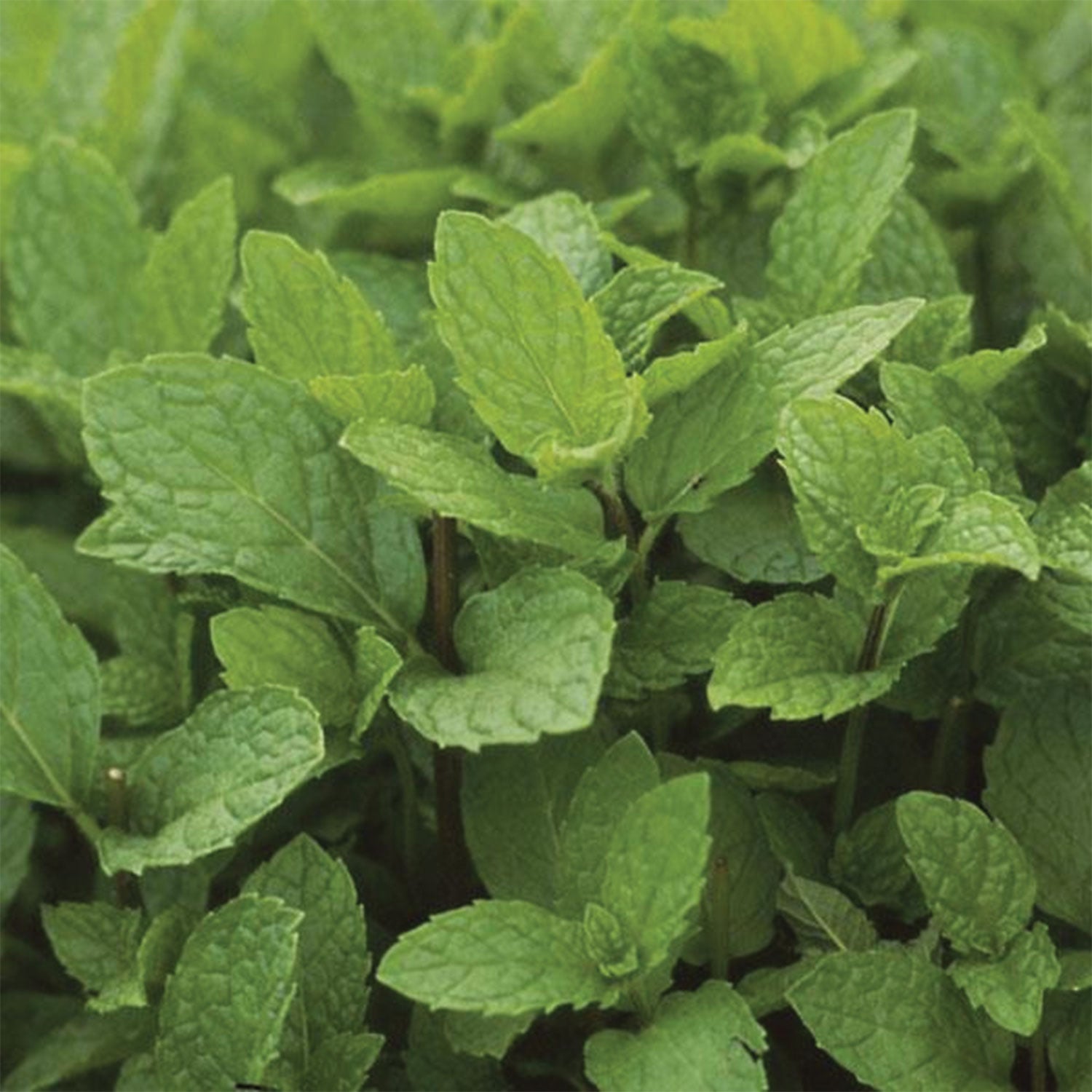 Kentucky Colonel Mint