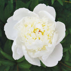 Immaculee Peony Bare Root