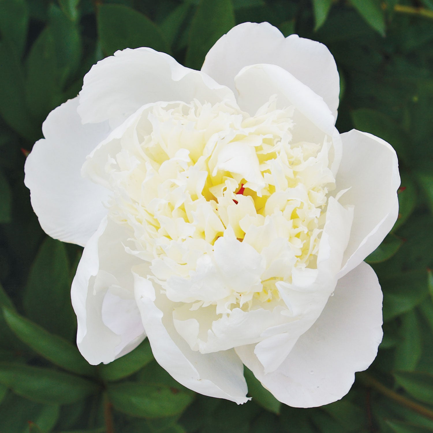 Immaculee Peony Bare Root