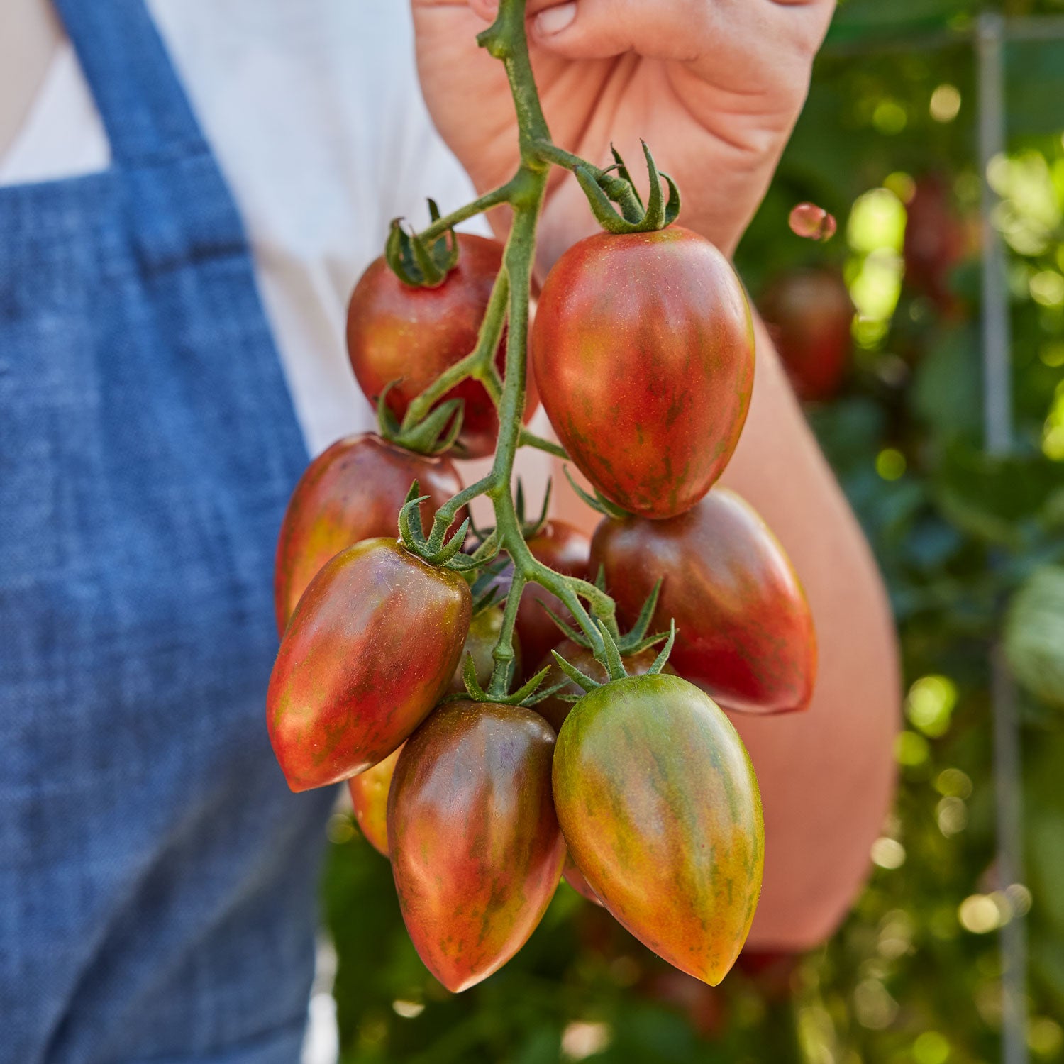 Shimmer Tomato