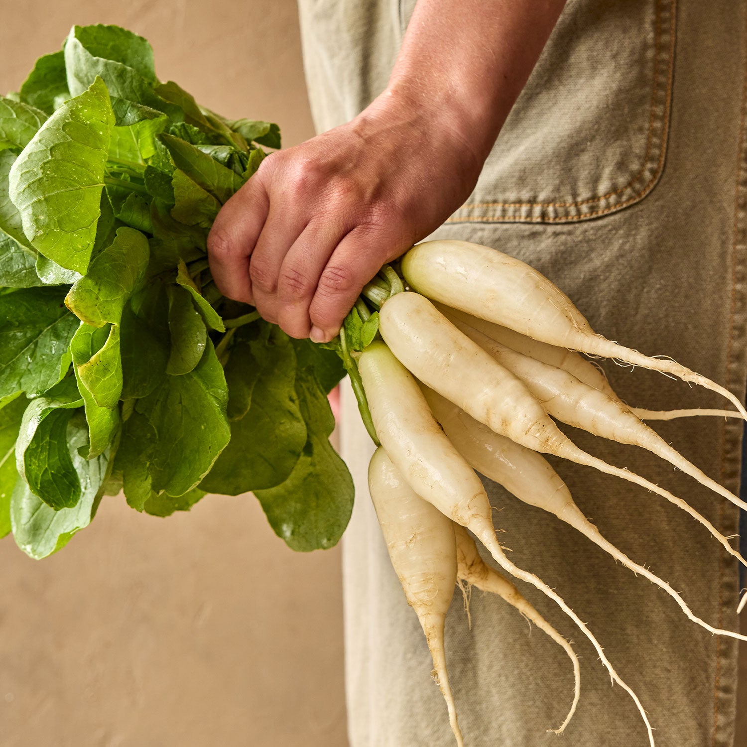 White Icicle Radish