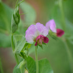 Sugar Magnolia Pea