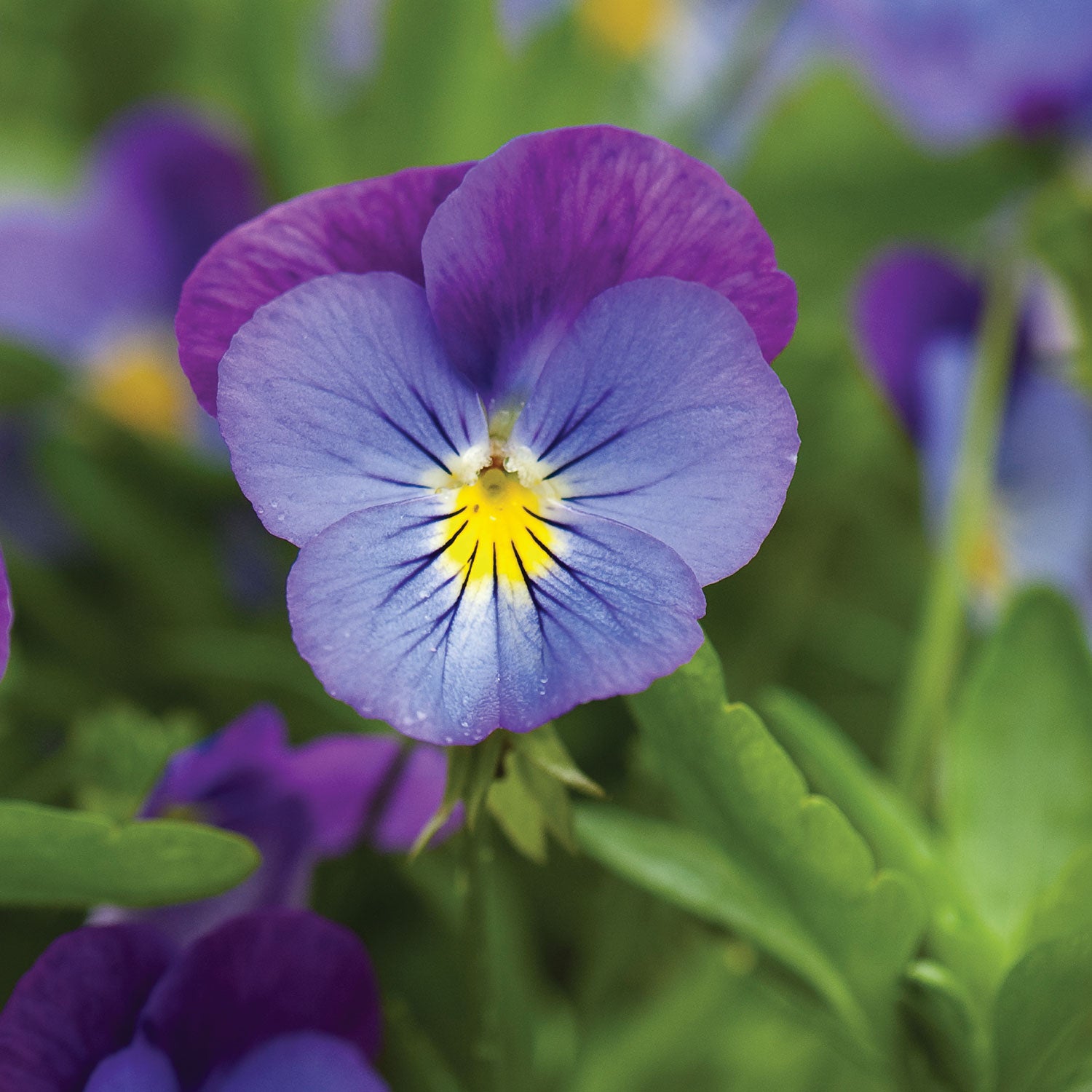 Plentifall Lavender Blue Spreading Pansy
