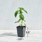 San Remo Basil