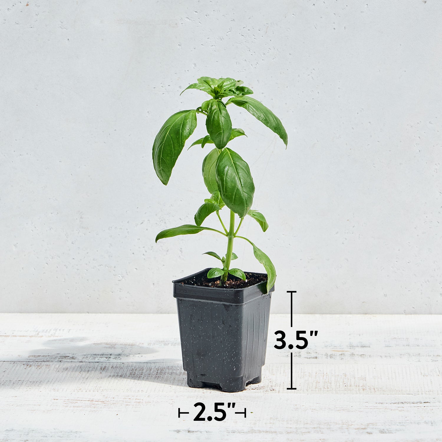 San Remo Basil
