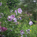 Lavender Chiffon Hibiscus