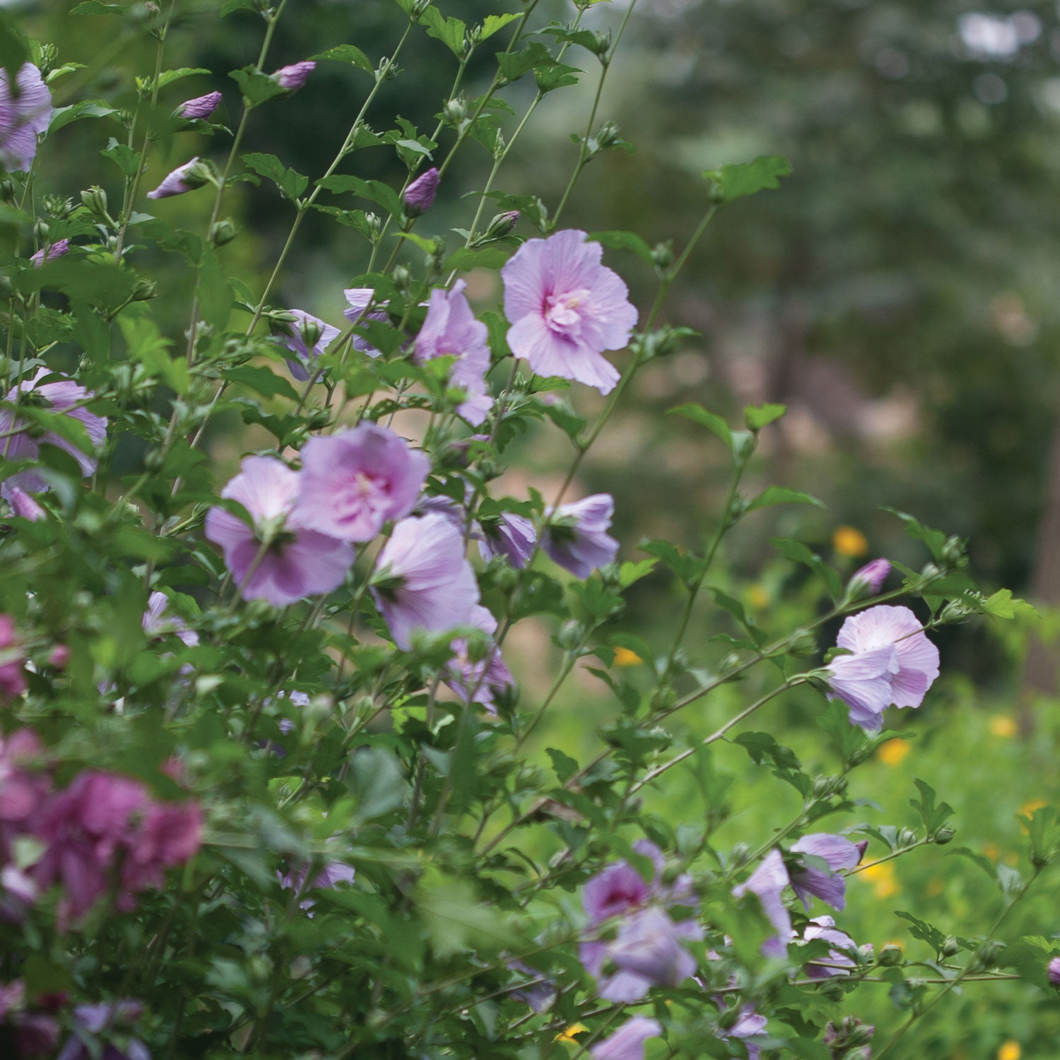Lavender Chiffon Hibiscus
