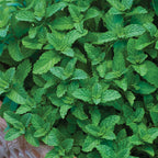 Spearmint Mint