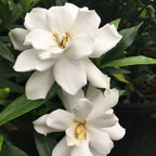 Kleims Hardy Gardenia