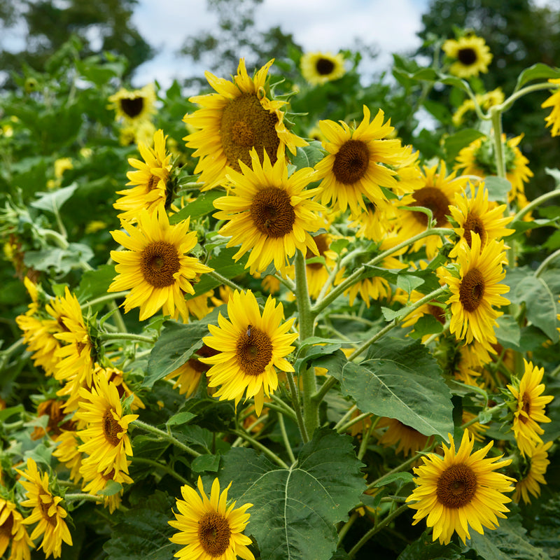 Lemon Hedge Sunflower