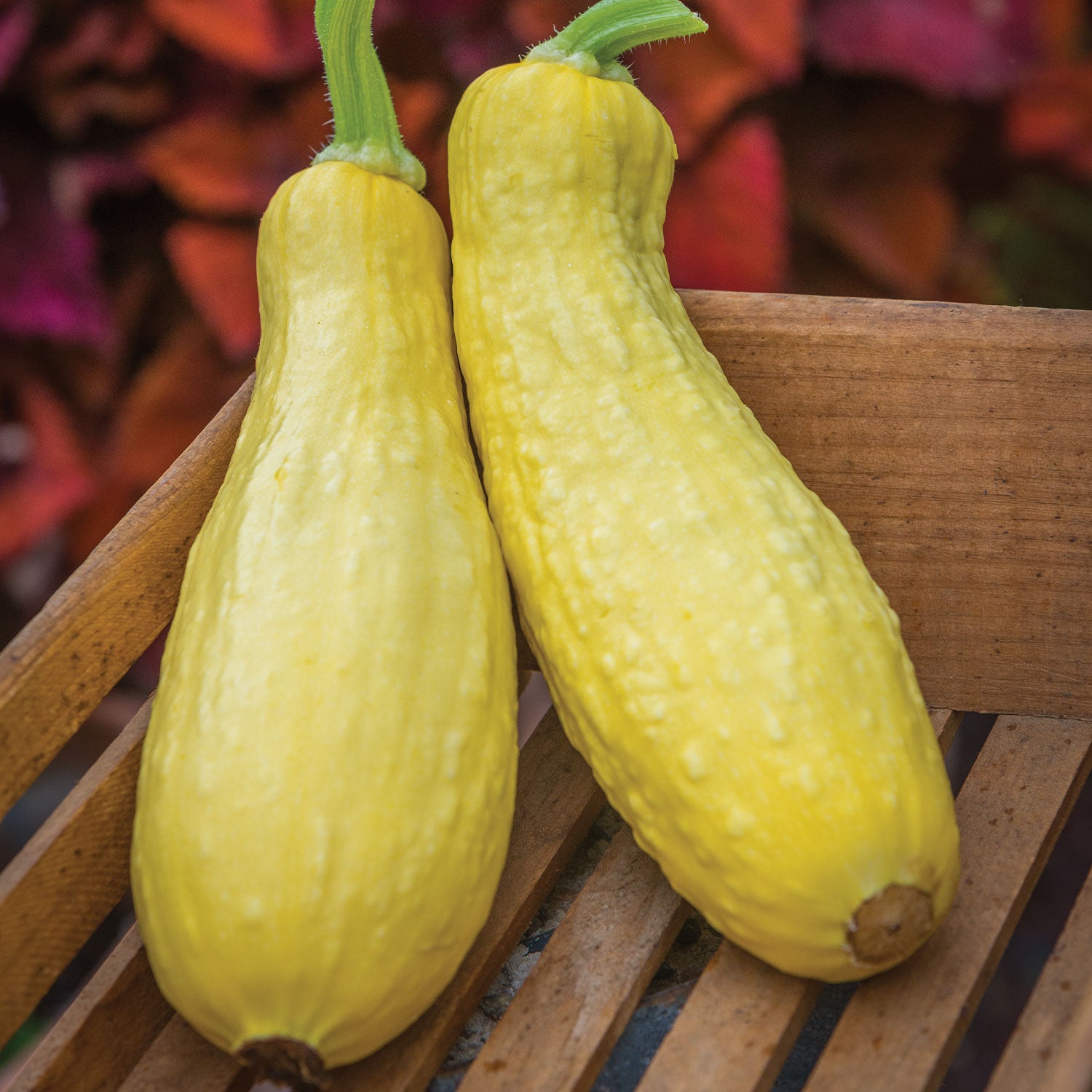 Early Prolific Straightneck Summer Squash